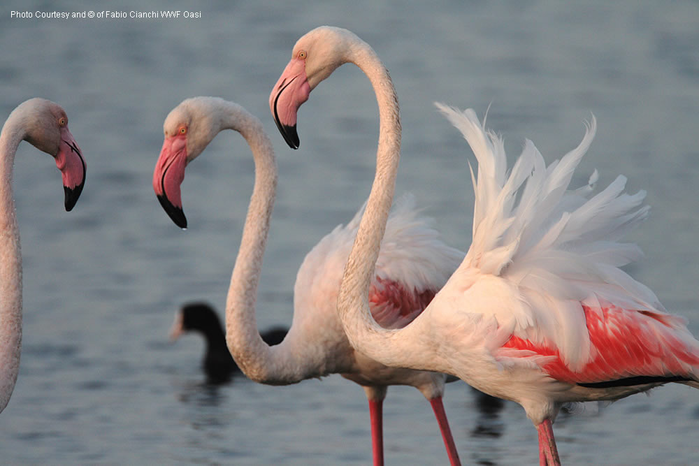 Oasi Naturale della Laguna di Orbetello